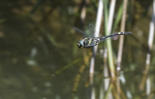 Réf. 233 799 : Macromia splendens